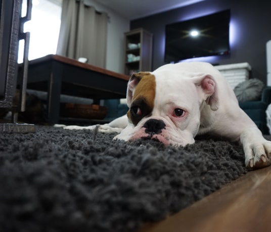 dog and carpet